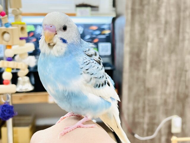 セキセイインコ