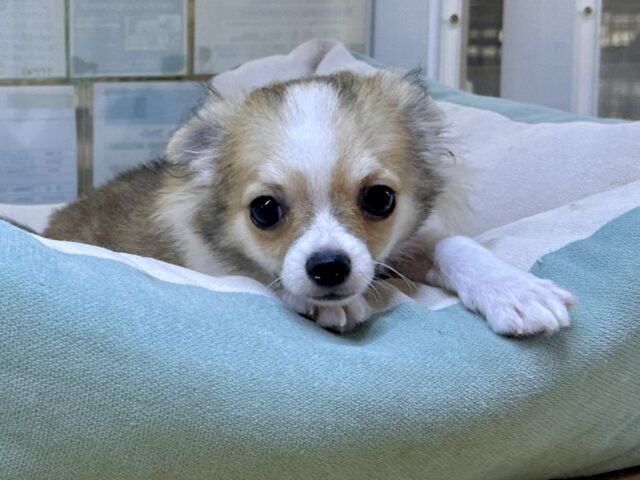 むっちり🩵チワワ男の子 チワワ