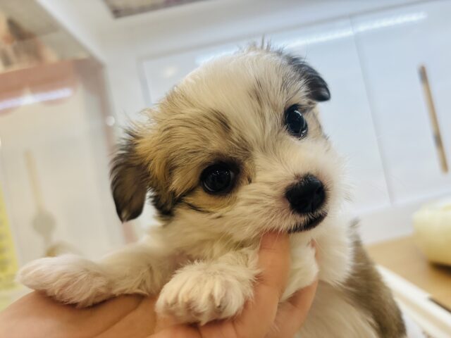 チワマル（マルチワ）