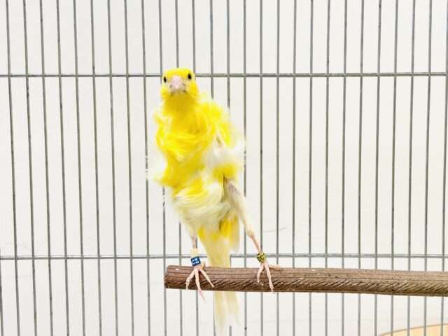巻毛カナリア