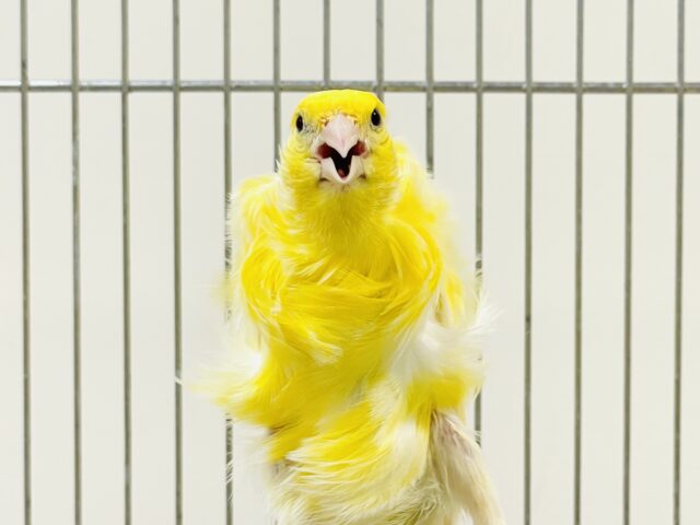 巻毛カナリア