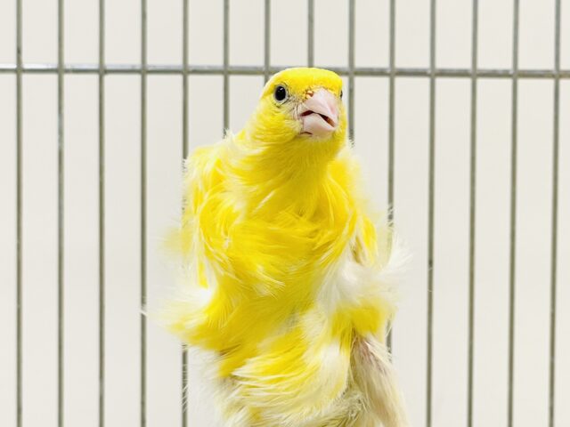 巻毛カナリア
