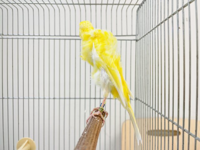 巻毛カナリア