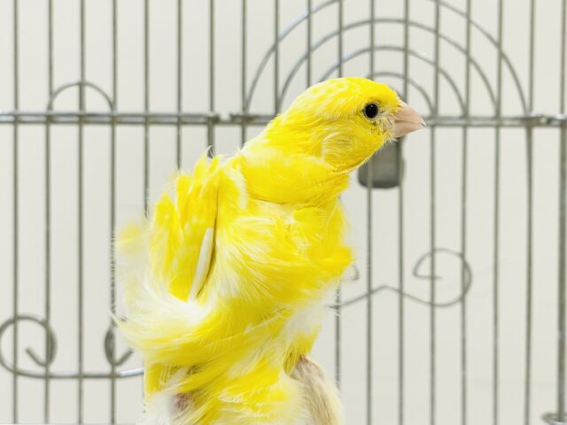 巻毛カナリア