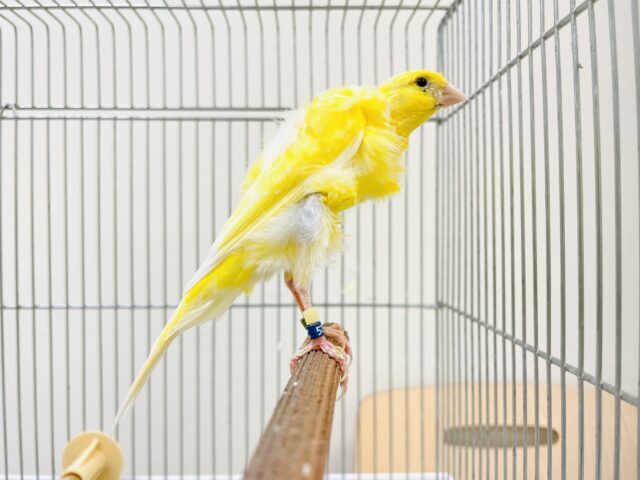 巻毛カナリア