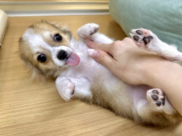 むっちり🩵チワワ男の子 チワワ