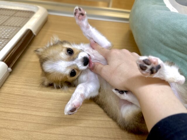 むっちり🩵チワワ男の子 チワワ