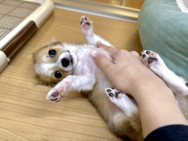 むっちり🩵チワワ男の子 チワワ