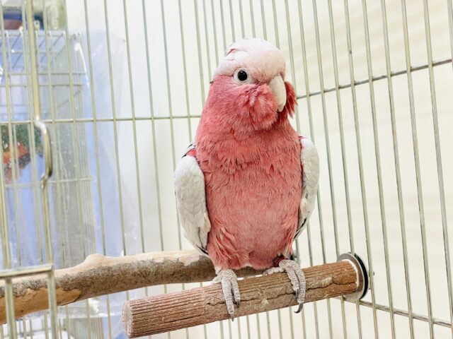 【最新画像更新🪄💫】ピンク色のラブリーボーイ登場🍑✨モモイロインコ(男の子) モモイロインコ