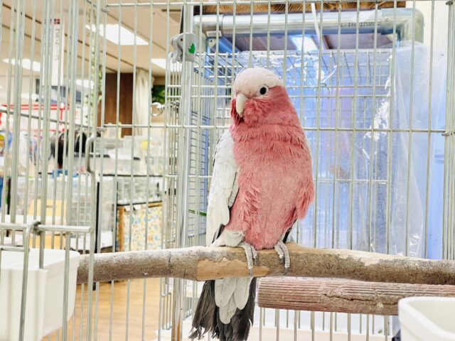 【最新画像更新🪄💫】ピンク色のラブリーボーイ登場🍑✨モモイロインコ(男の子) モモイロインコ