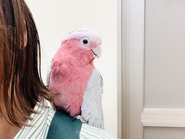 【最新画像更新🪄💫】ピンク色のラブリーボーイ登場🍑✨モモイロインコ(男の子) モモイロインコ