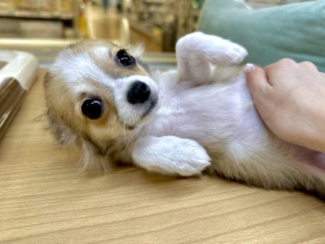 むっちり🩵チワワ男の子 チワワ