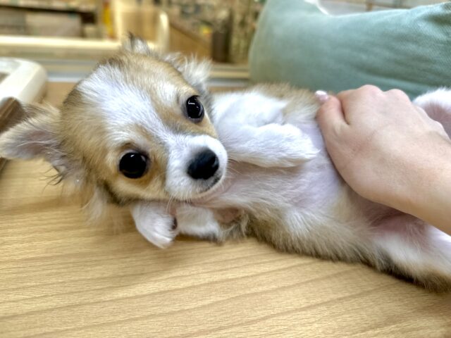 むっちり🩵チワワ男の子 チワワ