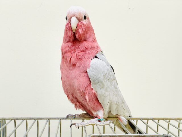 【最新画像更新🪄💫】ピンク色のラブリーボーイ登場🍑✨モモイロインコ(男の子) モモイロインコ