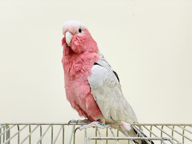 【最新画像更新🪄💫】ピンク色のラブリーボーイ登場🍑✨モモイロインコ(男の子) モモイロインコ
