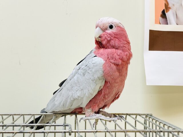 【最新画像更新🪄💫】ピンク色のラブリーボーイ登場🍑✨モモイロインコ(男の子) モモイロインコ