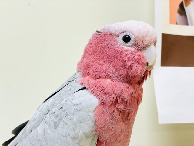 【最新画像更新🪄💫】ピンク色のラブリーボーイ登場🍑✨モモイロインコ(男の子) モモイロインコ