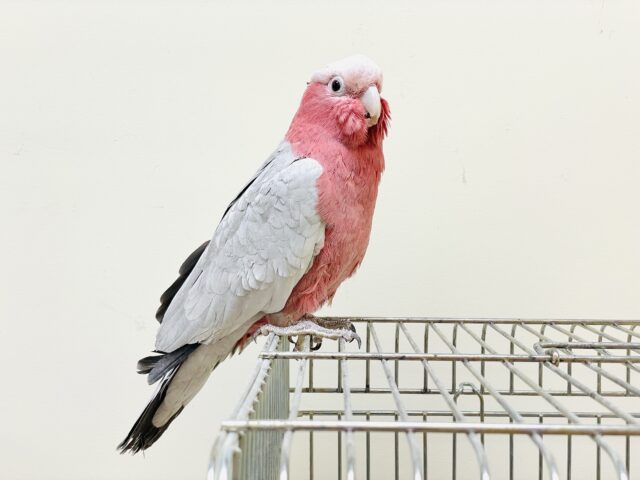 【最新画像更新🪄💫】ピンク色のラブリーボーイ登場🍑✨モモイロインコ(男の子) モモイロインコ