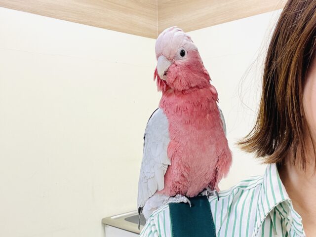 【最新画像更新🪄💫】ピンク色のラブリーボーイ登場🍑✨モモイロインコ(男の子) モモイロインコ