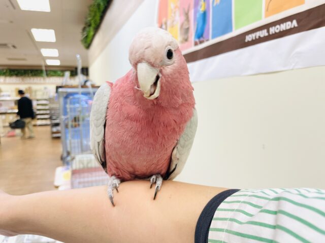 【最新画像更新🪄💫】ピンク色のラブリーボーイ登場🍑✨モモイロインコ(男の子) モモイロインコ