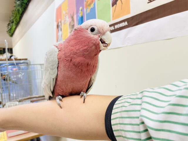 【最新画像更新🪄💫】ピンク色のラブリーボーイ登場🍑✨モモイロインコ(男の子) モモイロインコ
