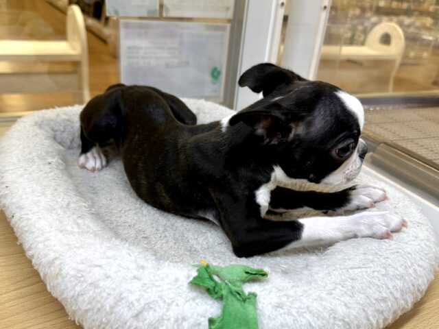 ボストンテリア