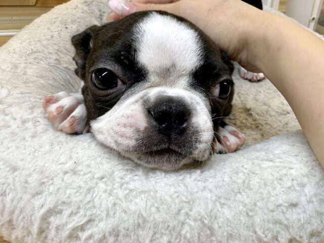 ボストンテリア