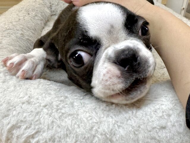 ボストンテリア