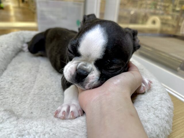 ボストンテリア