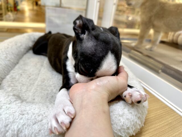 ボストンテリア