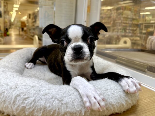 ボストンテリア