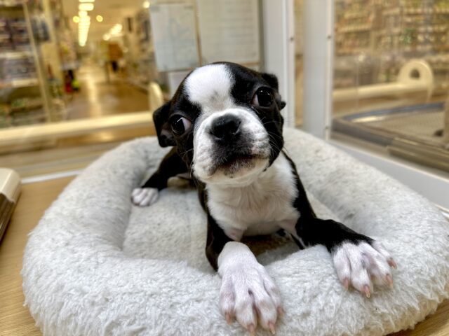 ボストンテリア