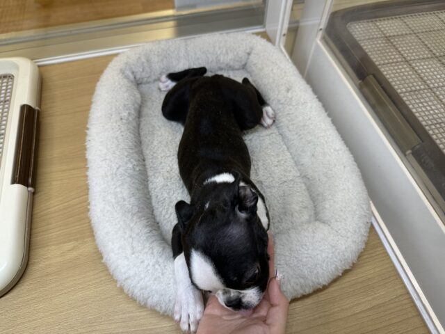 ボストンテリア