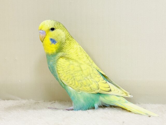 ジャンボセキセイインコ