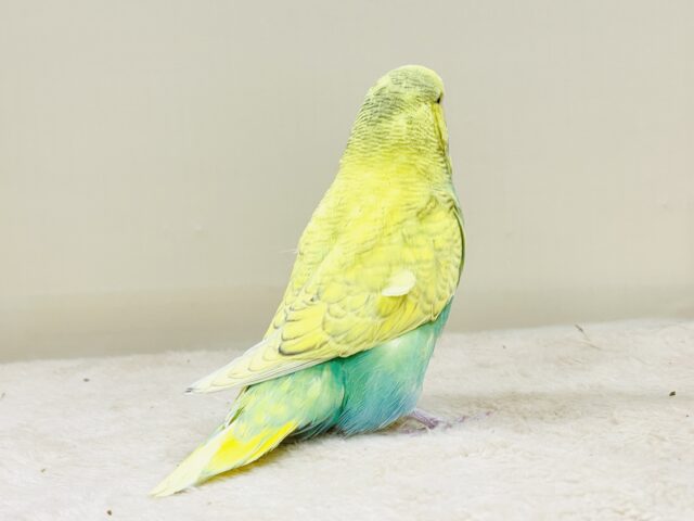 ジャンボセキセイインコ