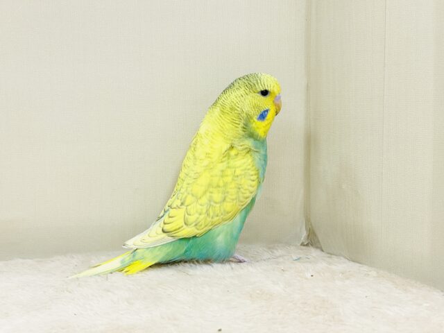 ジャンボセキセイインコ