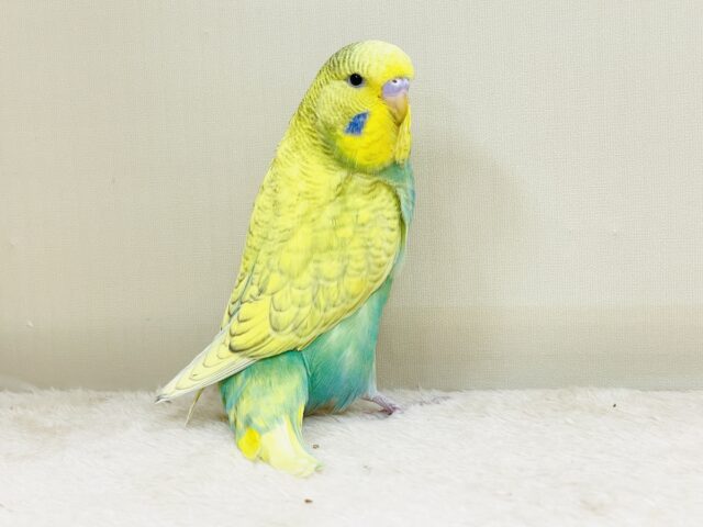 ジャンボセキセイインコ