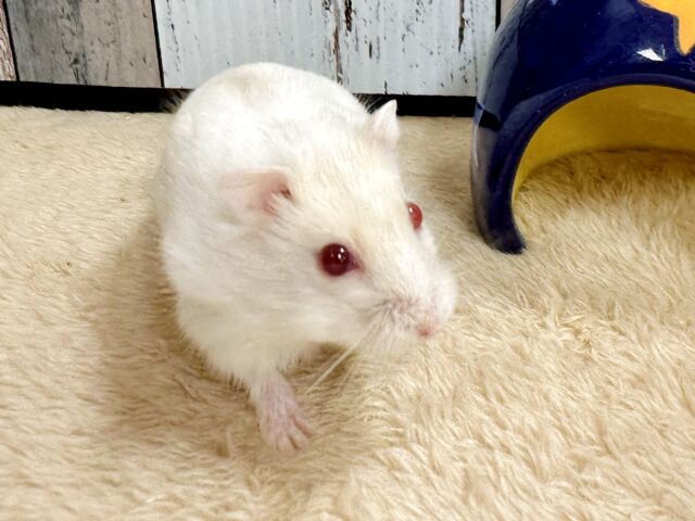 ドワーフハムスターの1種