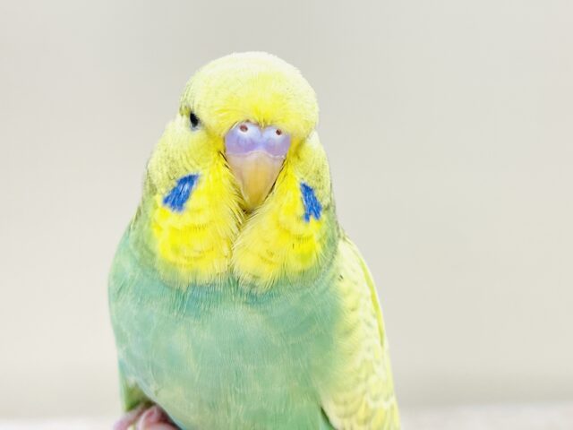 ジャンボセキセイインコ