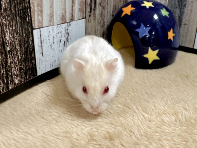 ドワーフハムスターの1種