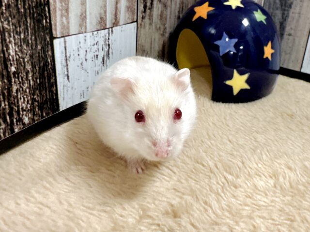 ドワーフハムスターの1種
