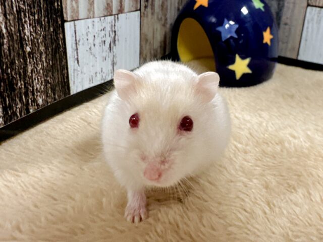ドワーフハムスターの1種