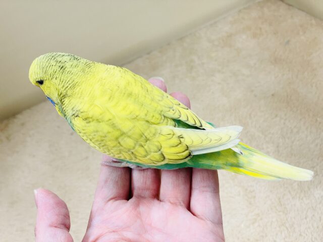 ジャンボセキセイインコ