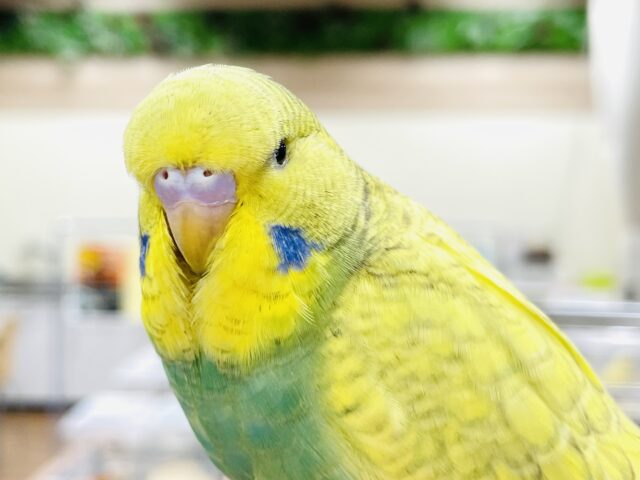 ジャンボセキセイインコ