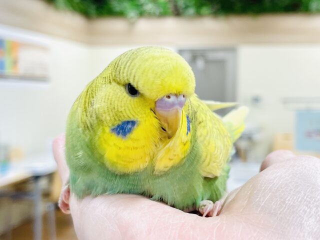 ジャンボセキセイインコ