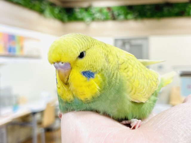 ジャンボセキセイインコ