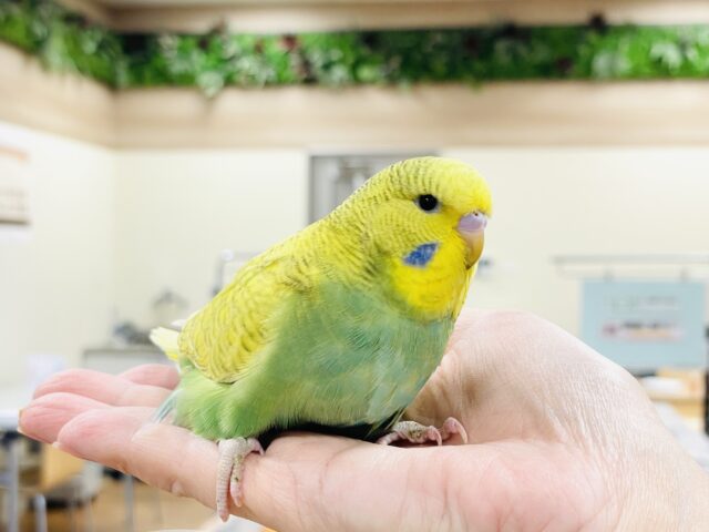 ジャンボセキセイインコ