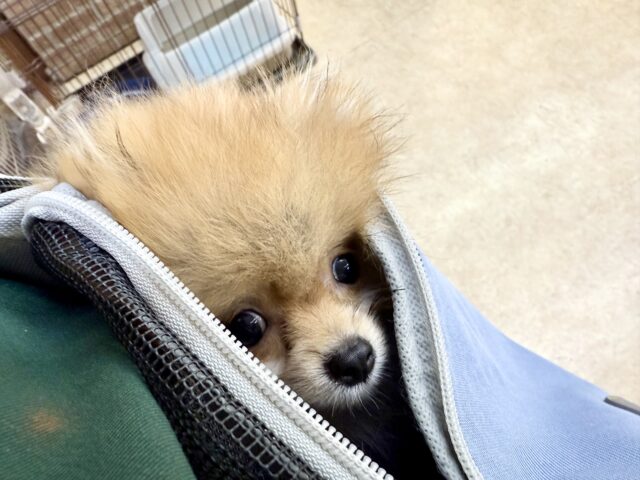 最新画像📸ポメラニアン(オレンジ)男の子♫ちみっこ毛玉ちゃん💕 ポメラニアン