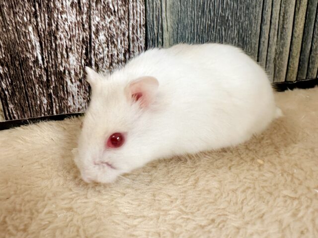 ドワーフハムスターの1種
