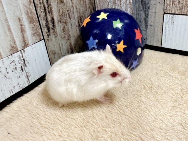 ドワーフハムスターの1種